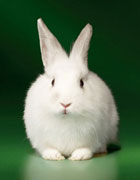 Белый Кролик - символ 2011 года